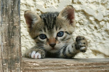 13 серпня – День шульги. Ліворукі діти: як бути?