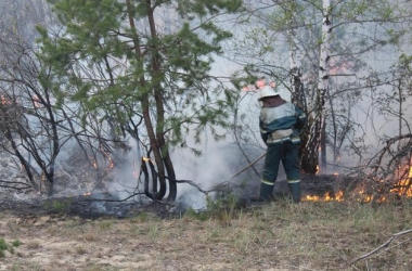 Киев снова накрыло дымом из-за лесного пожара под городом