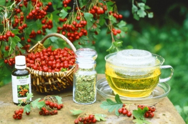 Польза боярышника: рецепты долголетия