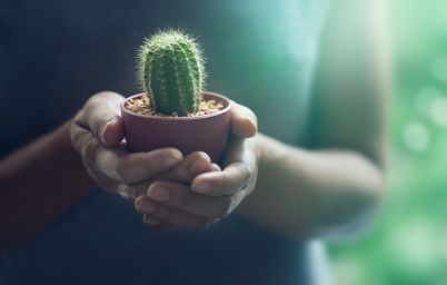 Кактус вдома