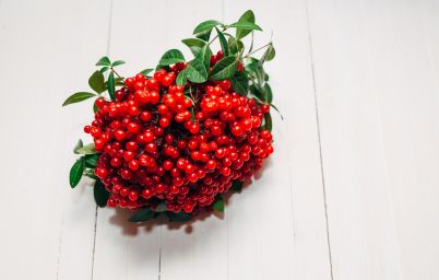 користь калини