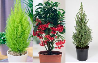новогодние комнатные растения