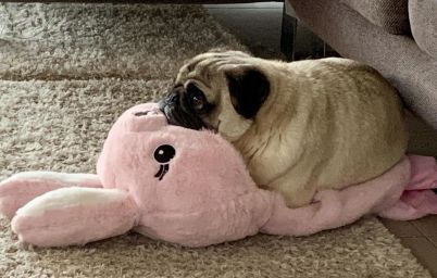 Собака в квартире