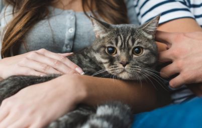 унікальні потреби собаки або кота