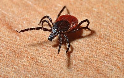 Мифы о клещах