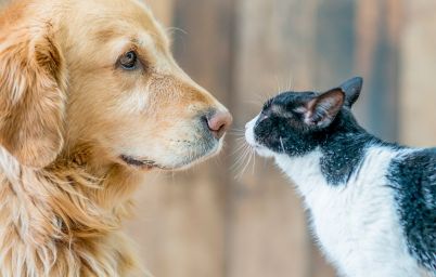 Cколько живут коты и собаки