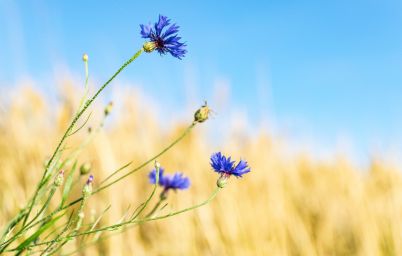 Гороскоп на сегодня