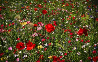 Гороскоп на сегодня