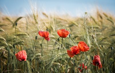 Гороскоп на сегодня