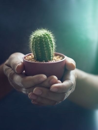 Кактус дома