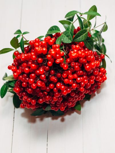 польза калины