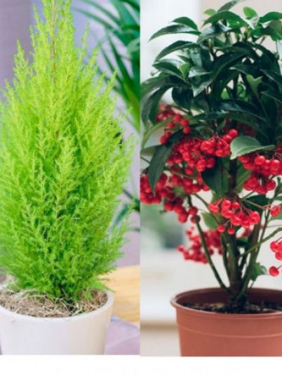 новогодние комнатные растения