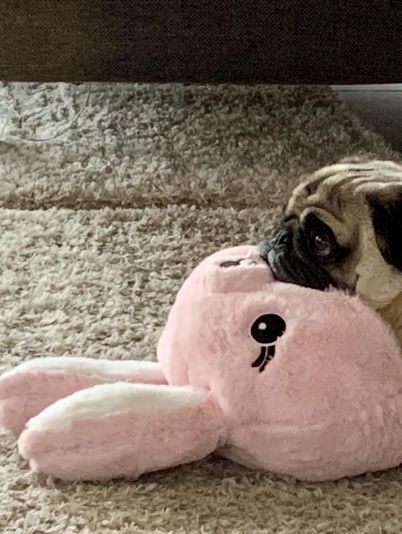 Собака в квартире