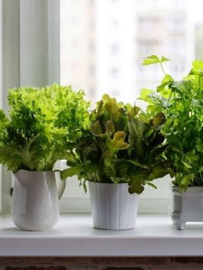 Салат на балконе