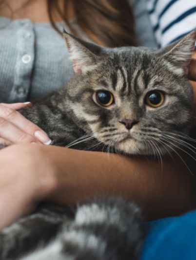 унікальні потреби собаки або кота