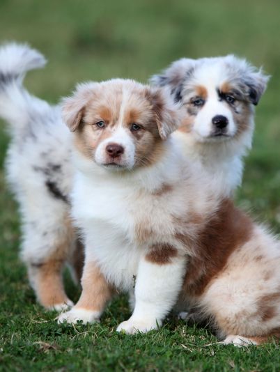 Берем собаку из приюта