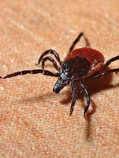 Мифы о клещах