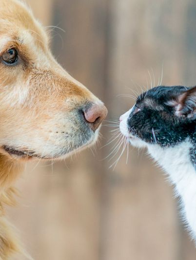 Cколько живут коты и собаки