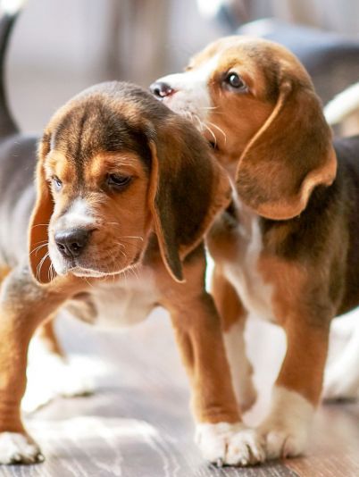 Здоровье питомца