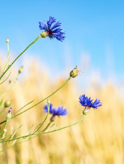 Гороскоп на сегодня