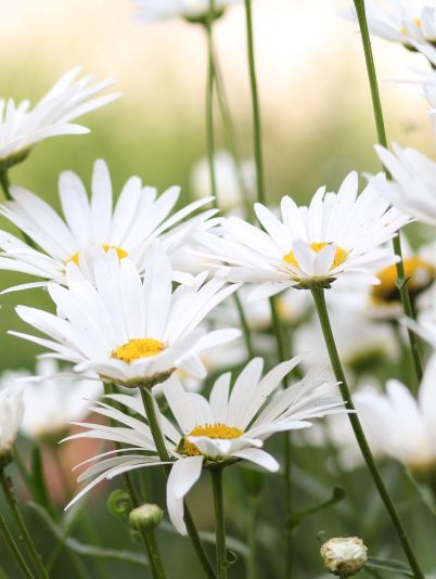 Гороскоп на сегодня