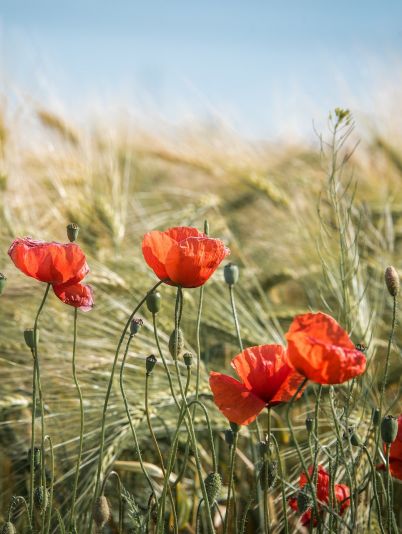 Гороскоп на сегодня