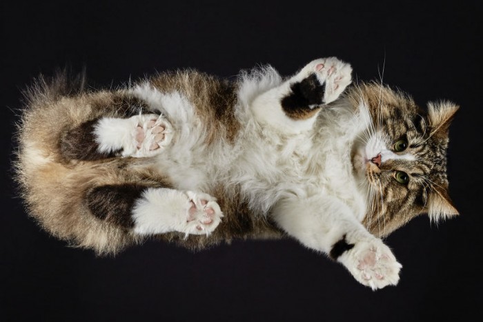 20 фото кошек с ракурса, которого они больше всего стесняются