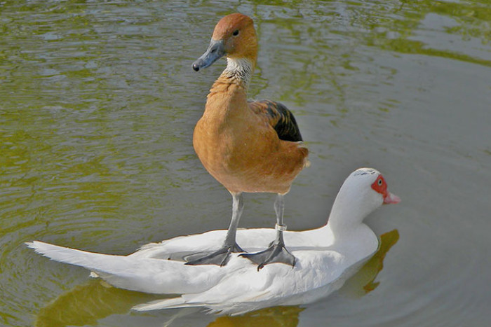 20 животных, которые исповедуют здоровый пофигизм (фото)