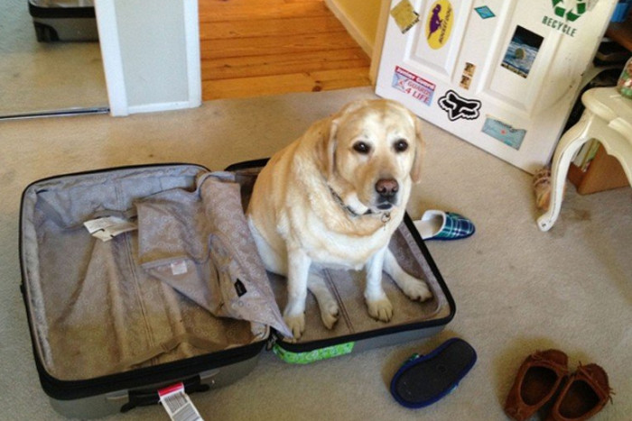 10 животных, которые ни на минуту не оставляют своих хозяев