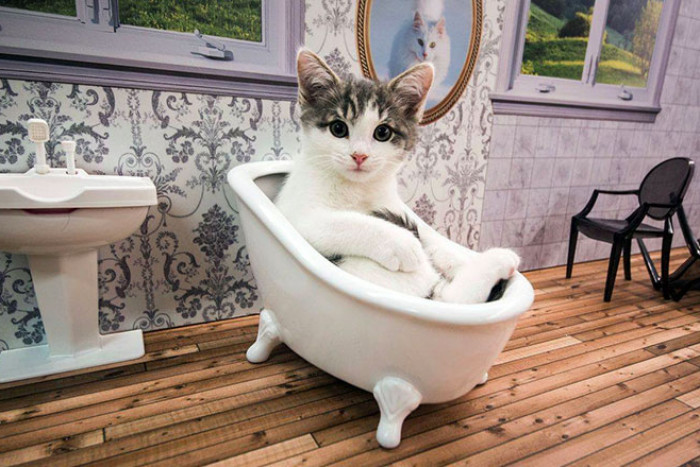 котошьян