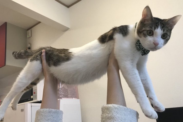 Коты гиганты