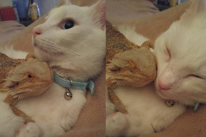 кошка и ящерица, кот ящерица, дружба животных, необычная дружба