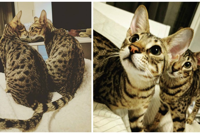Котят Саванна все время обнимаются