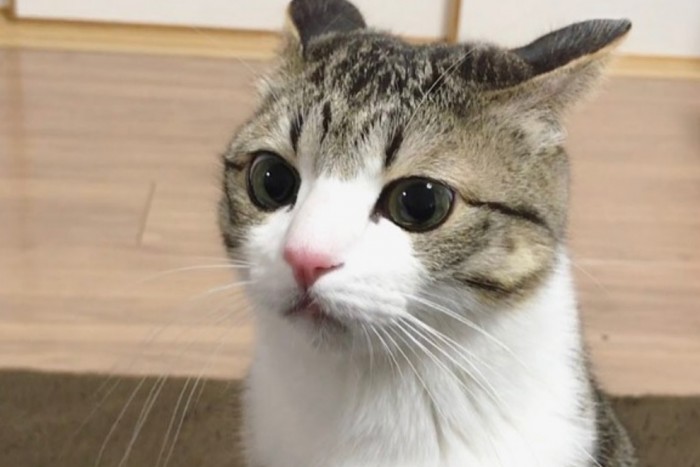 Кот с невероятными глазами