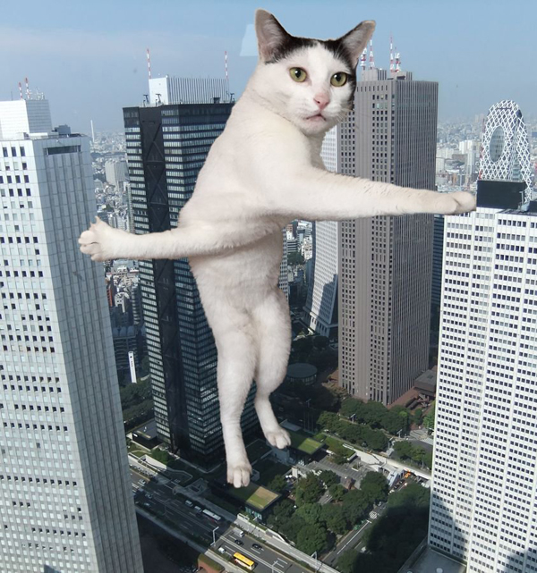 /storage/shares/uploads/files/Cat4.jpg