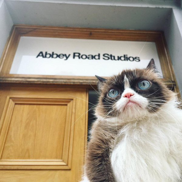 /storage/shares/uploads/files/Grumpy_cat4.jpg