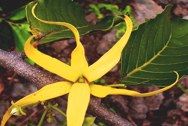 иланг-иланг