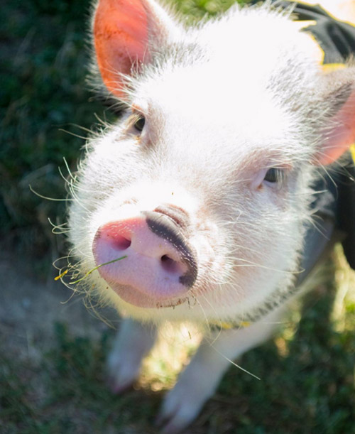 /storage/shares/uploads/files/Little-Pig12.jpg