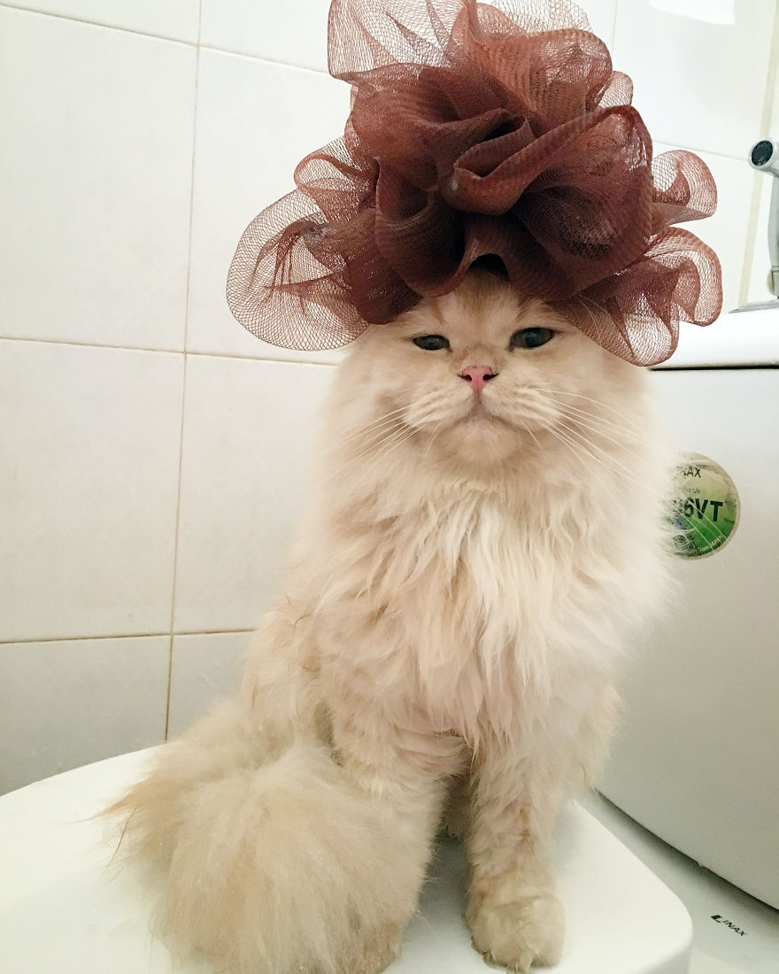 /storage/shares/uploads/files/Meet-Meepo-The-Cat-Who-Loves-Shower-59e364b881d32__880.jpg