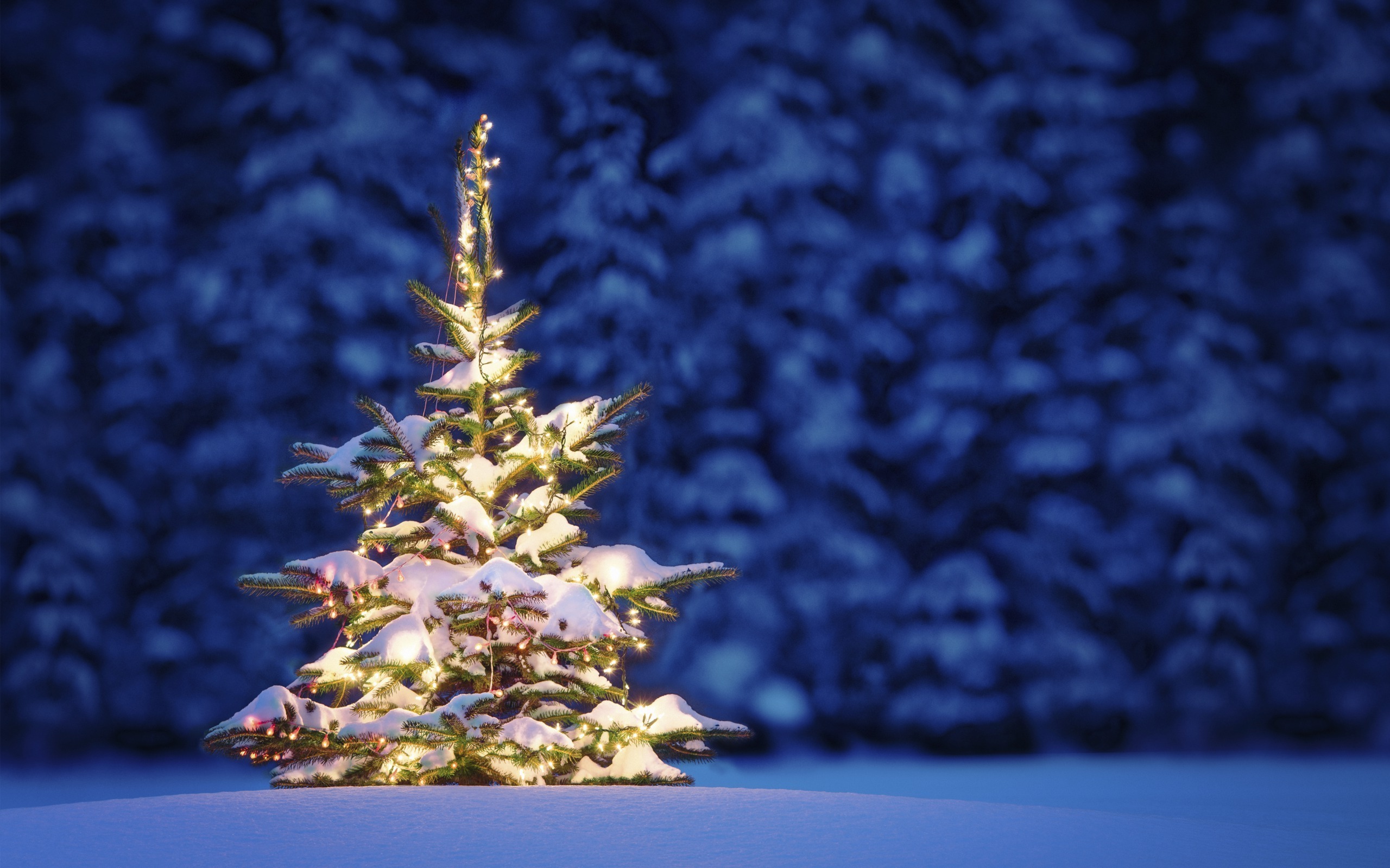 /storage/shares/uploads/files/New_Year_wallpapers_Little_New_year_tree_in_the_woods_050684_.jpg