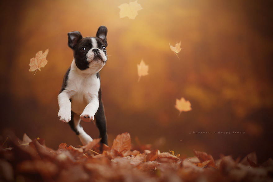 /storage/shares/uploads/files/autumn-dog-photography-anne-geier-19.jpg