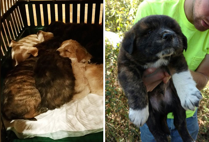 /storage/shares/uploads/files/bachelor-party-stray-dog-puppies-19jpg.jpg