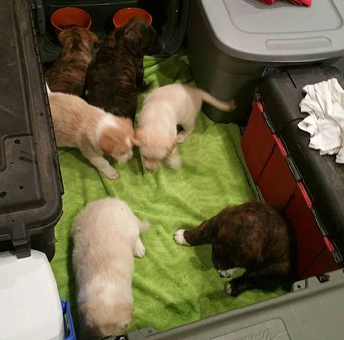 /storage/shares/uploads/files/bachelor-party-stray-dog-puppies-4.jpg