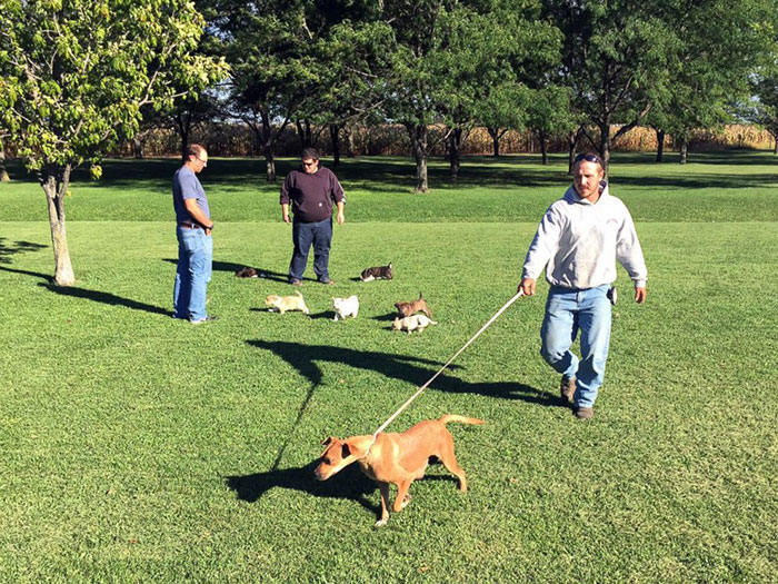 /storage/shares/uploads/files/bachelor-party-stray-dog-puppies-6.jpg