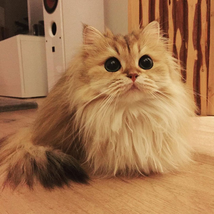 /storage/shares/uploads/files/beautiful-fluffy-cat-british-longhair-2.jpg