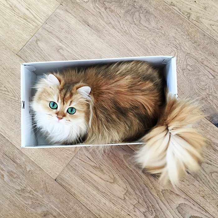 /storage/shares/uploads/files/beautiful-fluffy-cat-british-longhair-21.jpg