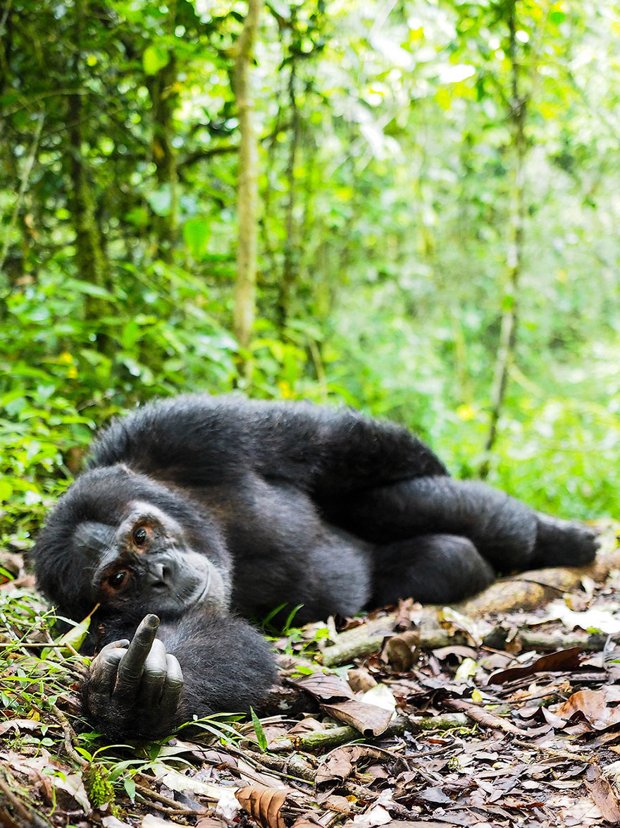 /storage/shares/uploads/files/comedy-wildlife-photography-awards-shortlist-2016-24-57fb40c5cd8d1__880.jpg