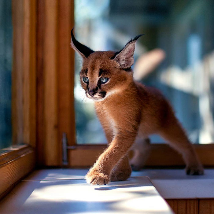 /storage/shares/uploads/files/cute-baby-caracals-1-57fb57c17ee61__700.jpg