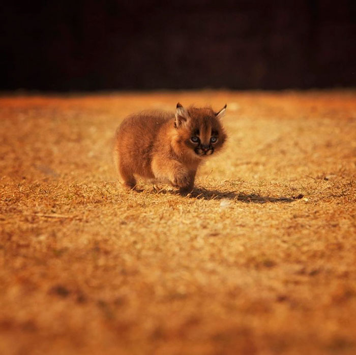 /storage/shares/uploads/files/cute-baby-caracals-15-57fb60d33d302__700.jpg