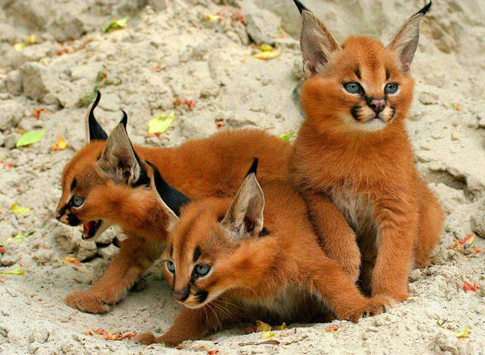 /storage/shares/uploads/files/cute-baby-caracals-2-57fb5871edb25__700.jpg